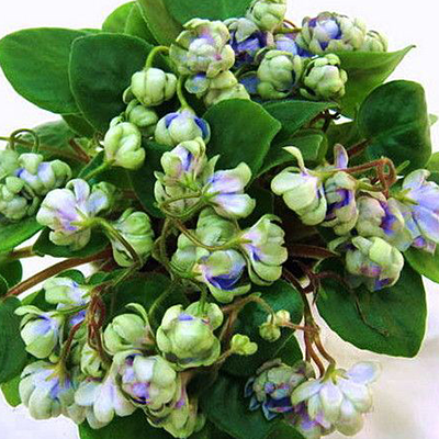 Исключительное покрытие лепестками